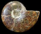 Cleoniceras Ammonite Fossil - Madagascar #44476-1